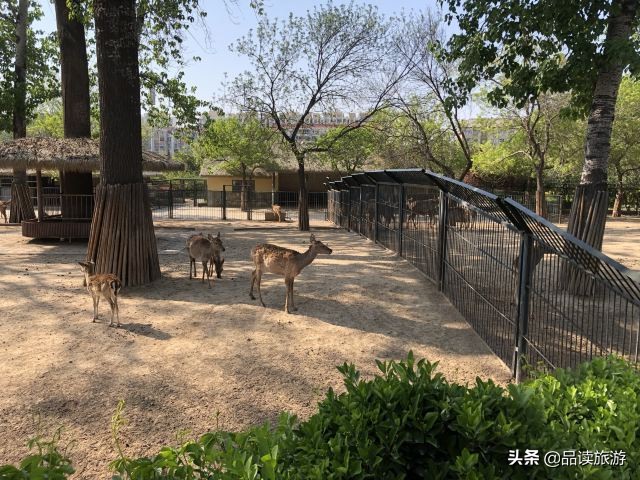 开了动物园,开了个动物园