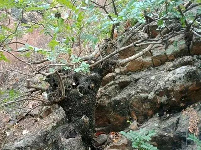 哪些植物可以用来做枕头,哪种植物的叶子可以做枕头