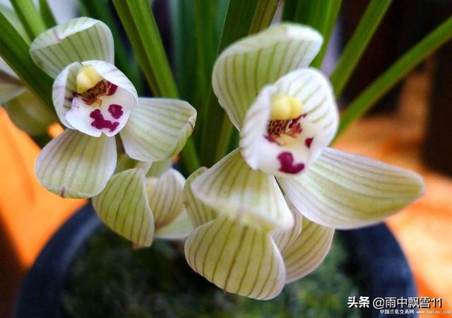 兰花如何浇水不会生根杀虫,兰花怎么浇水才能消除花苞