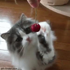 车厘子樱桃是一种东西吗,车厘子和樱桃营养价值有啥区别