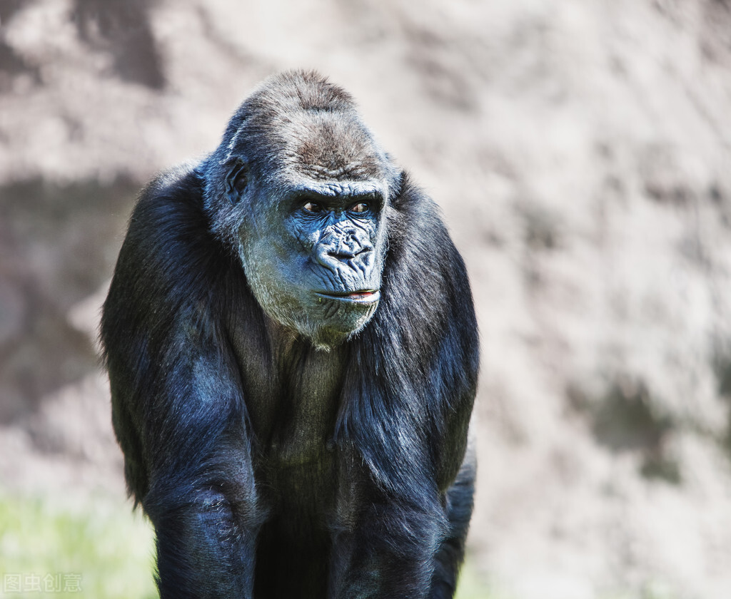 野人45.小野人“爷孩”终于帮助陈山根逃离了囚禁六年的山洞