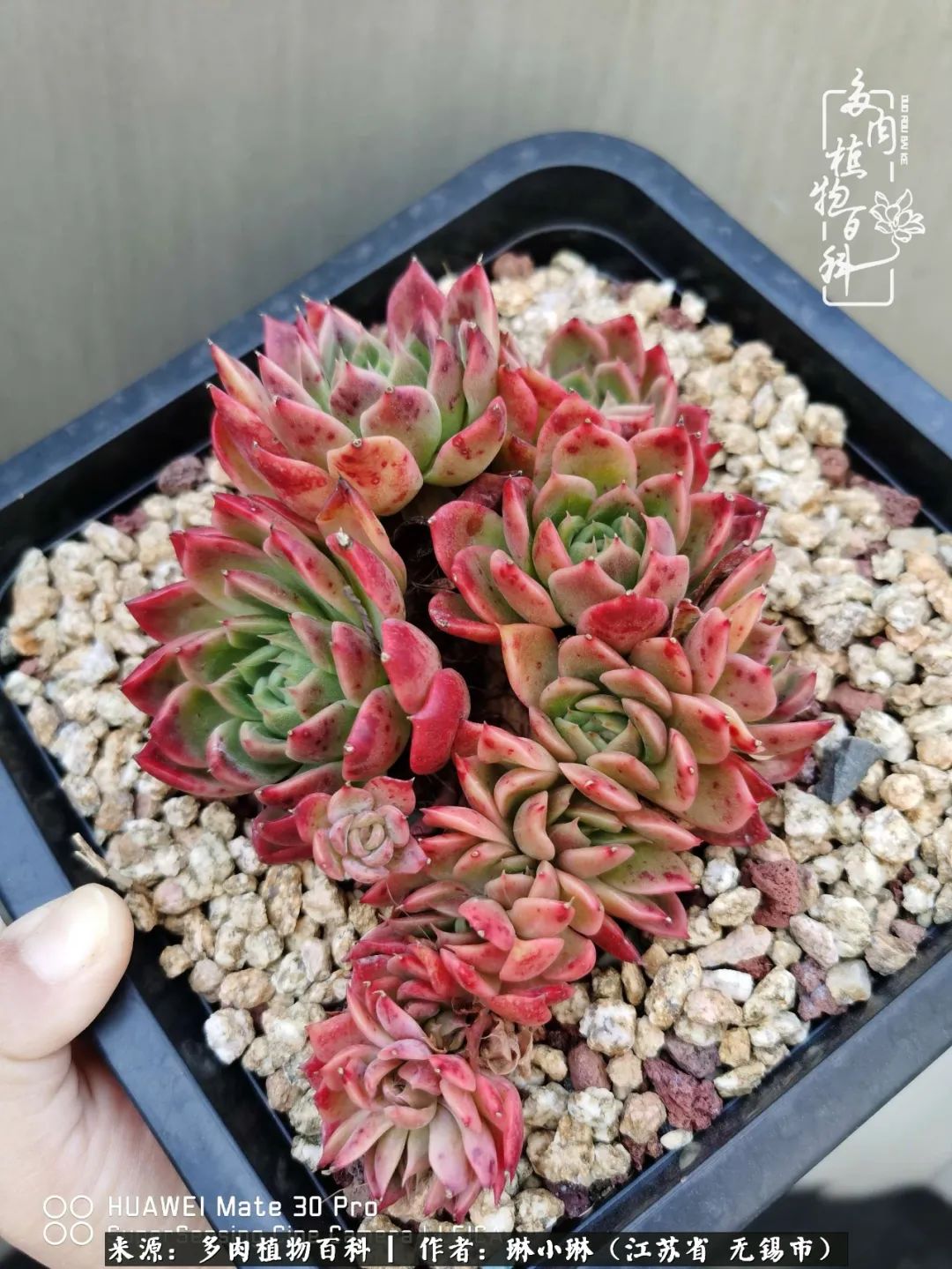 多肉变美是需要时间的,千万别辜负了多肉变美的黄金季节