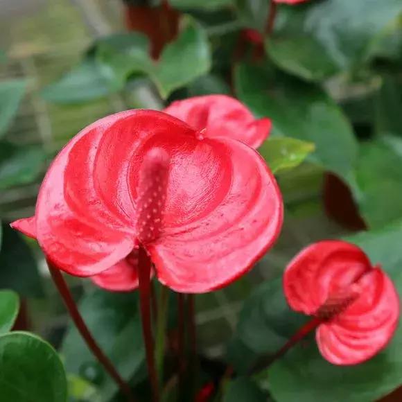 水培红掌不开花只长叶是怎么回事,红掌养不大