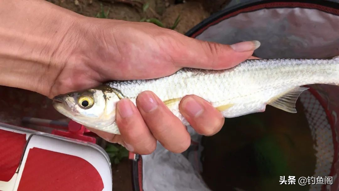 小杂鱼到底能长多大,小杂鱼长得比你想象中的大