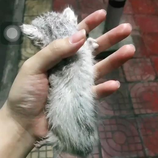 捡到流浪猫再扔掉才可怜,流浪猫能不能捡回家养