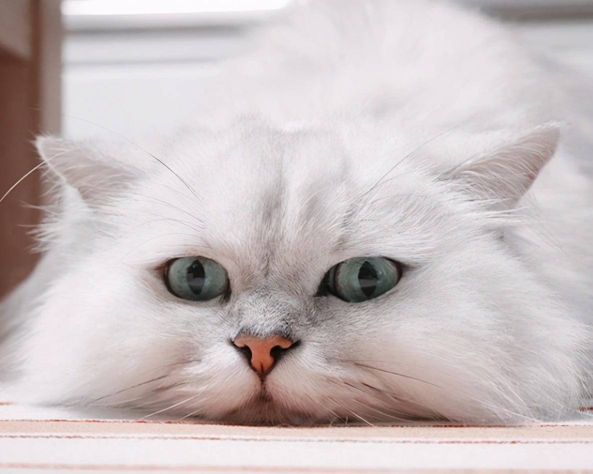 这6种猫不值得买,这六种猫咪千万别买