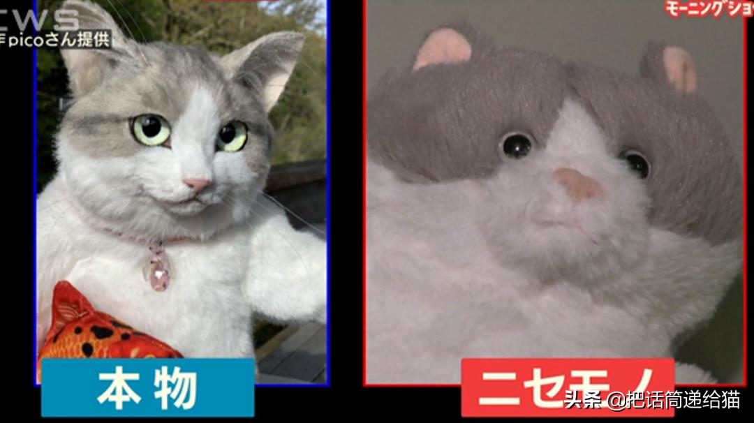 日本网红猫包,日本网红猫咪包