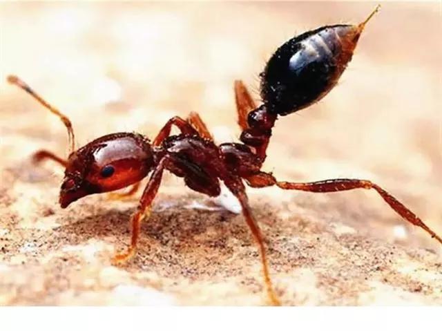 红火蚁列入全球最危险入侵物种,红火蚁位列最危险入侵物种是什么