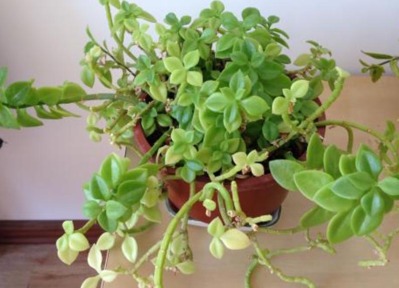 牡丹吊兰有什么讲究和禁忌,牡丹吊兰吃了对身体有什么好处