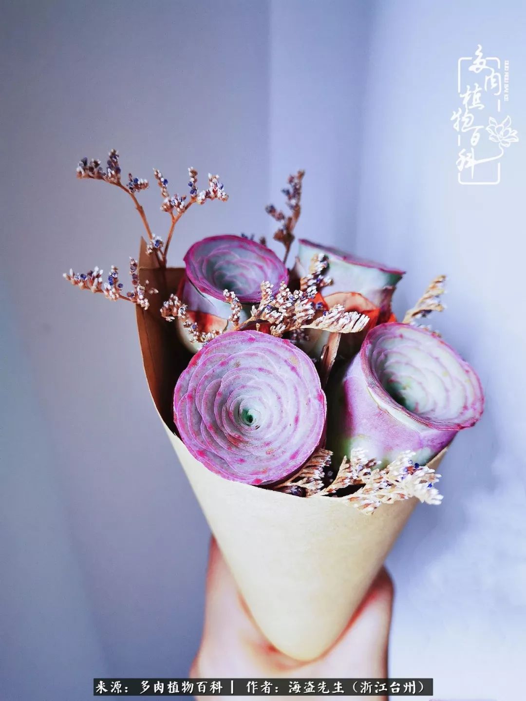 多肉玫瑰怎么才能出状态,多肉山地玫瑰唤醒方法