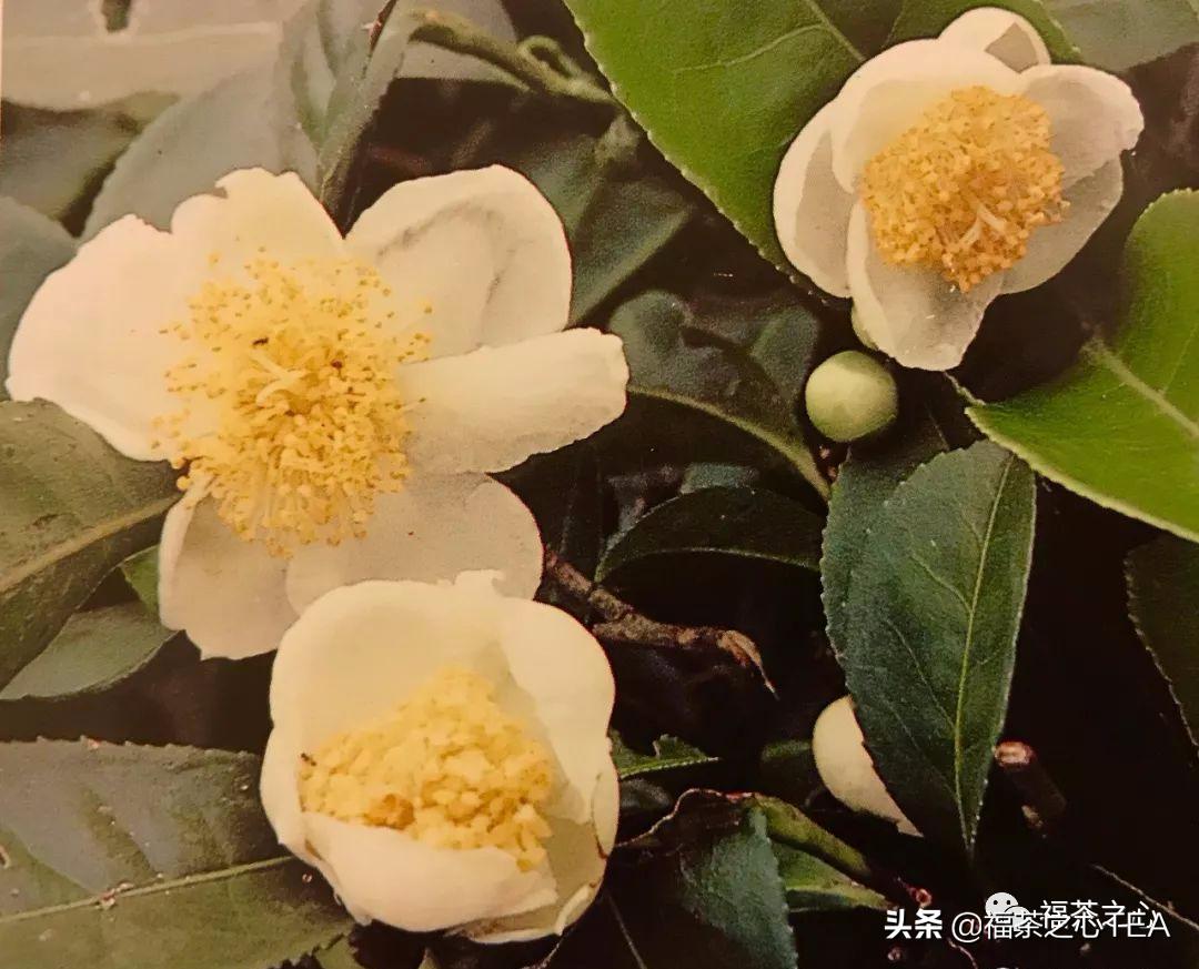 福建茶传说,福建水仙茶哪种最好