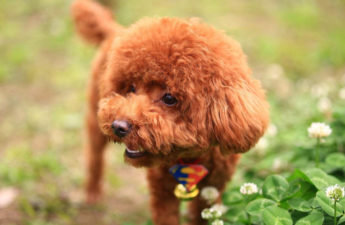 公认最好养的这几种狗,最适合家养的十种狗排行榜