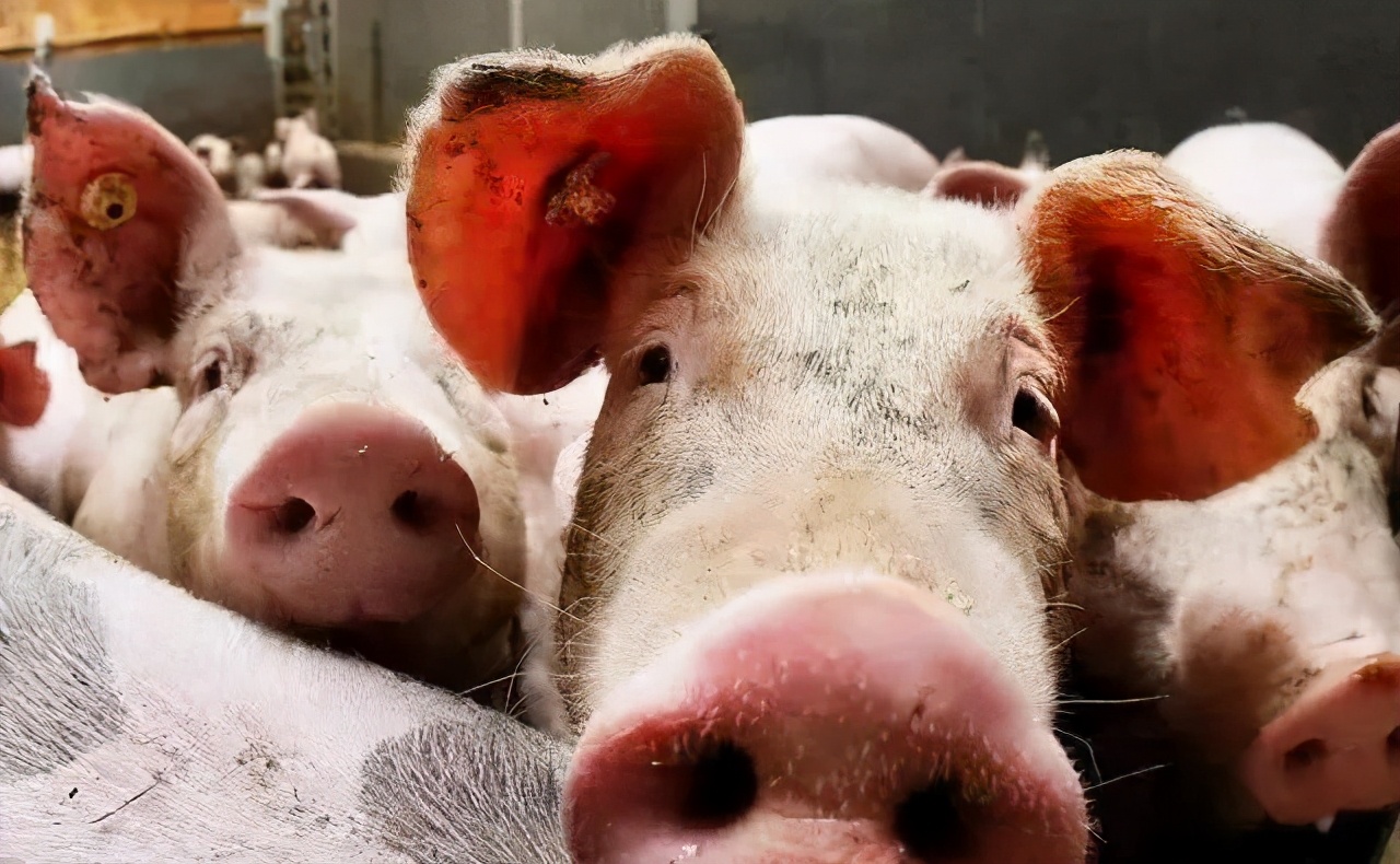 生猪价格进入深水区,生猪价格破9冲10