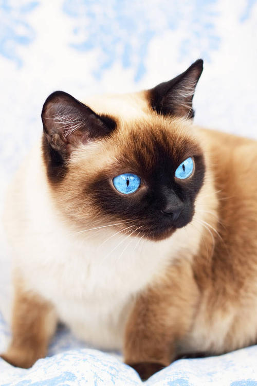 暹罗猫特别怕冷是什么原因,为什么暹罗猫怕冷