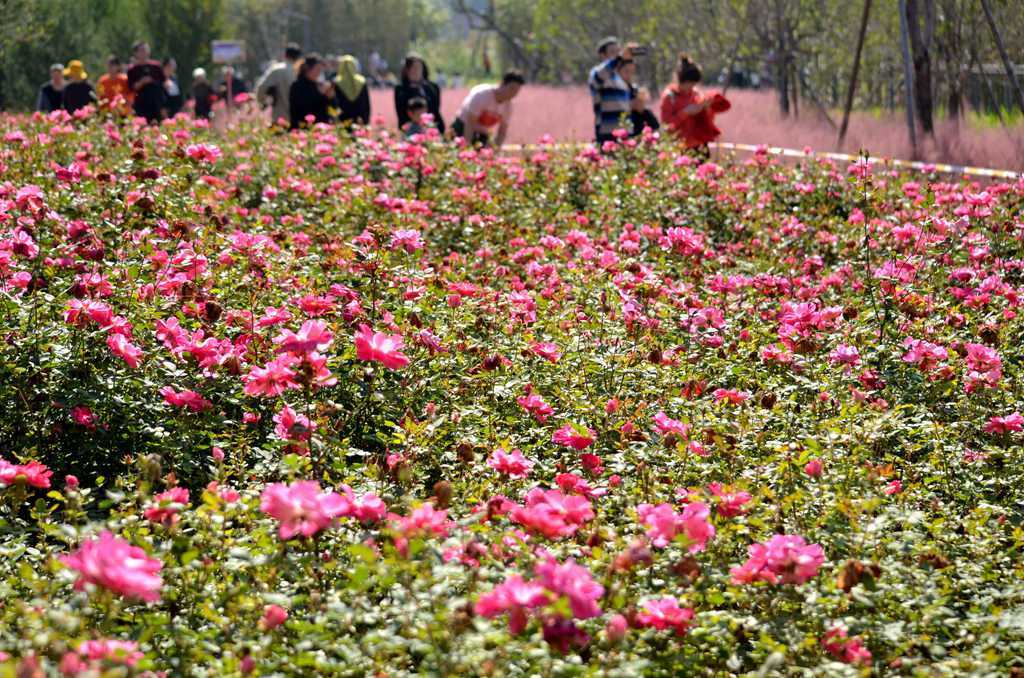 济源滨湖花园燃气,济源思礼镇滨河花园