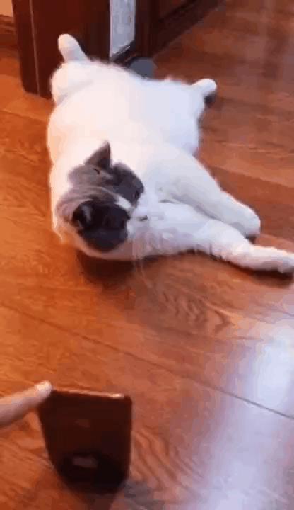 “因为一句话，我家猫在监控前守了一夜，彻夜未眠”