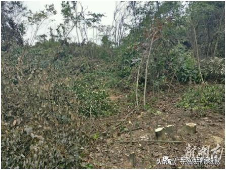 水母雪兔子为什么不能采摘,非法采摘水母雪兔子会有什么后果