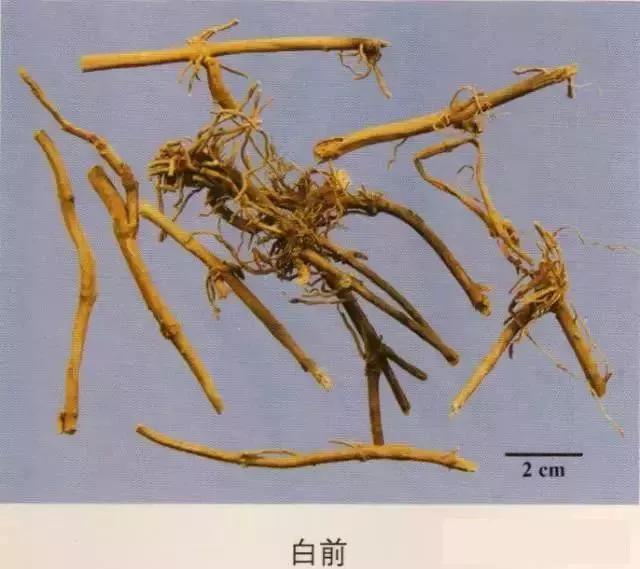 中药材图片大全大图带药名,200多味中药材图谱带图