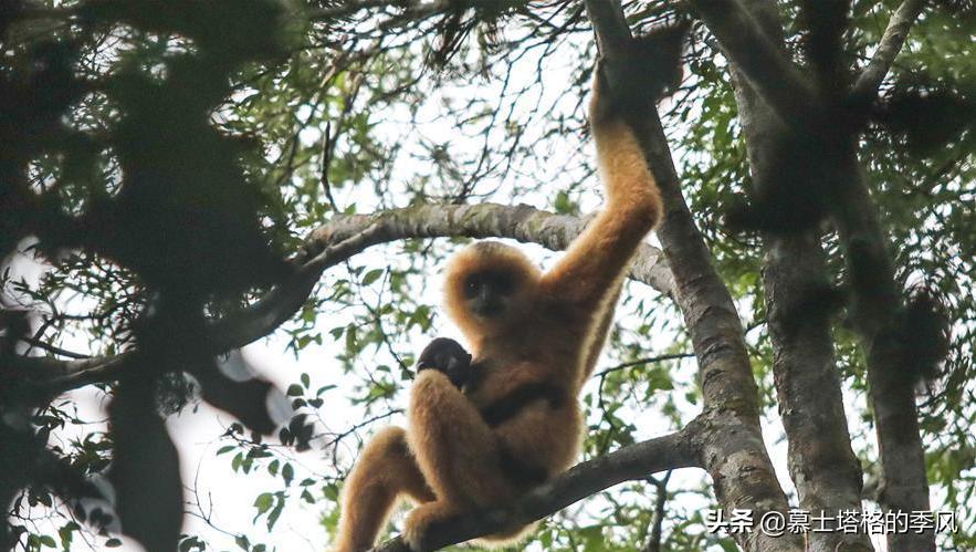 海南最便宜的养老小镇,海南被低估的县