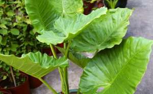 滴水莲开叉怎么培育,滴水观音的正确摆放