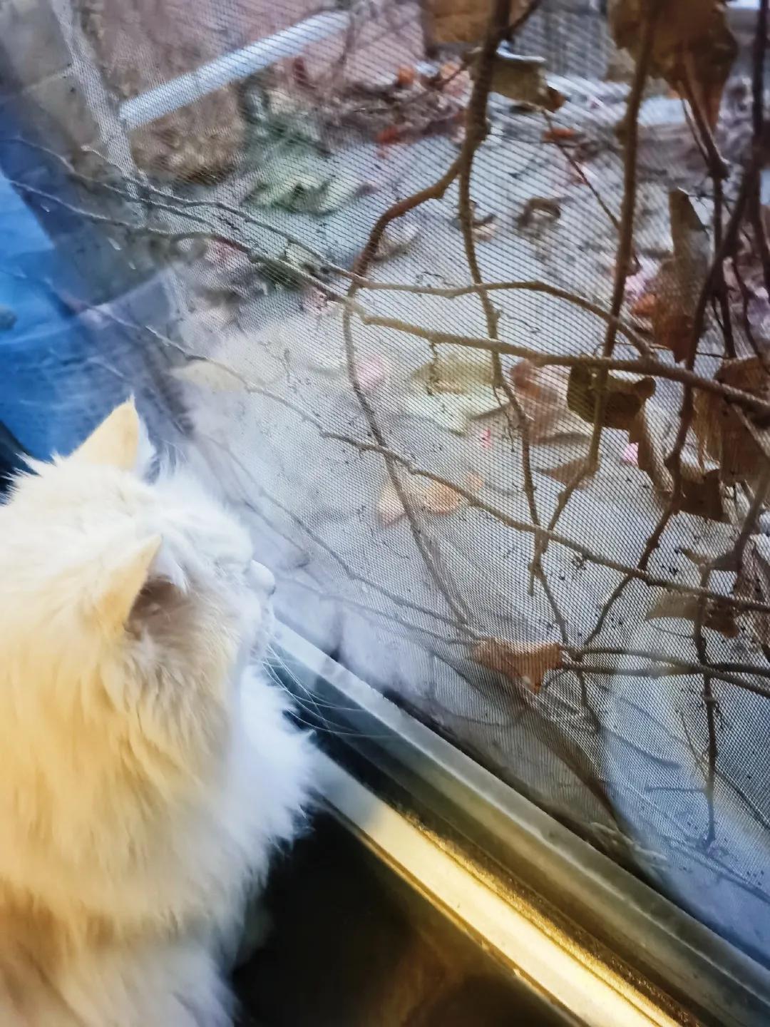 跟本喵同星座的两脚兽一定很“仙儿”