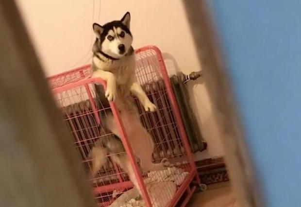 哈士奇毛发粗糙,哈士奇毛发会不会变黑