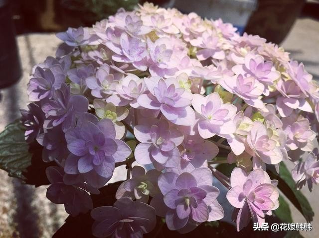 圆锥绣球花后修剪和冬季修剪,绣球无尽夏修剪没有芽点怎么修剪