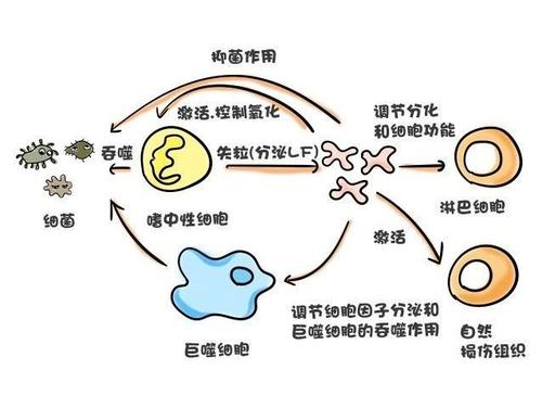 乳铁蛋白提高宝宝免疫力?预防感冒可能性有多大?这些真相要知道