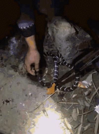 金环蛇是不是比银环蛇稀有,金环蛇到底有多可怕