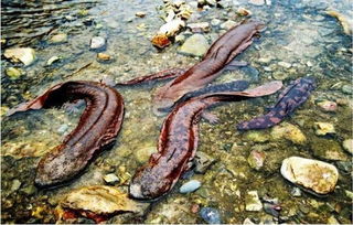 野生大鲵是什么新物种,大鲵物种分类