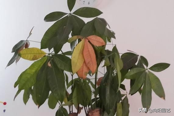 花卉处理,花卉后期的处理方法