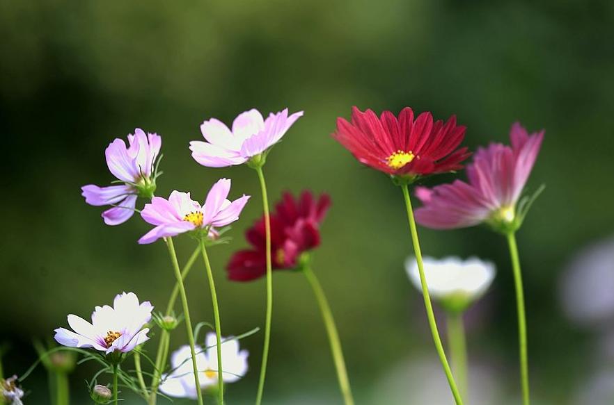 哲人哲思哲文:美女战友高丽华的《90%准则,缺陷与完美的平衡》