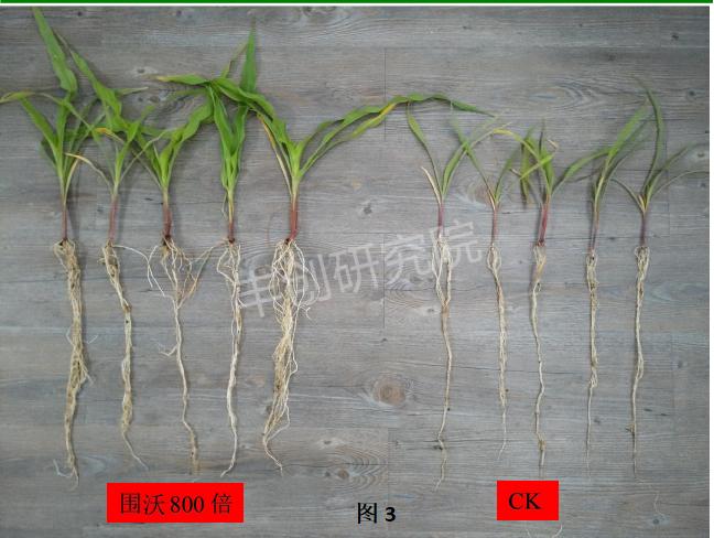 玉米出苗差、株矮、叶小？用这个肥，一棵能结一大捧