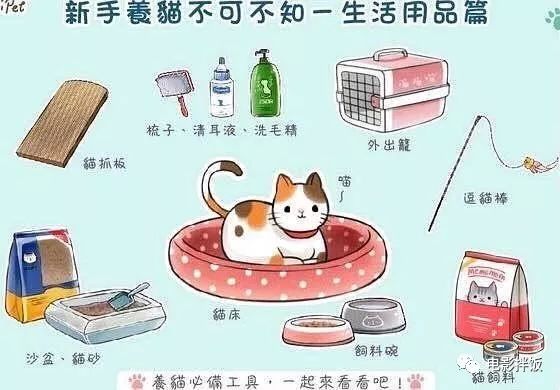 幼猫打疫苗和驱虫可以同时进行吗,猫猫驱虫和打疫苗可以同时进行吗