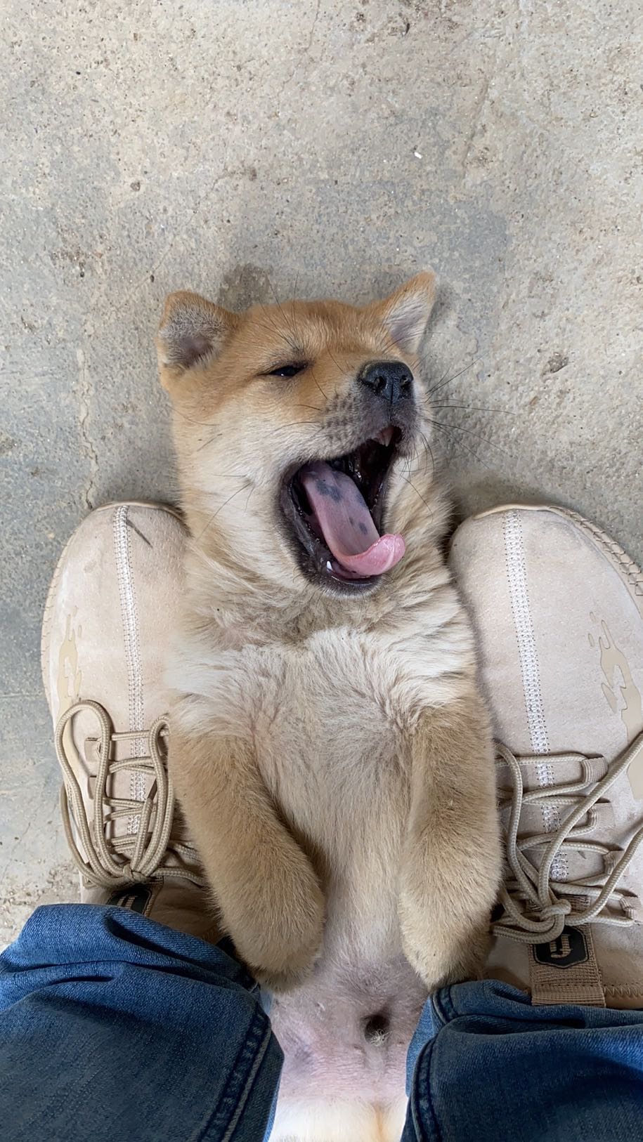 如果禁止吃狗肉狗会泛滥吗,禁止食狗肉合理吗