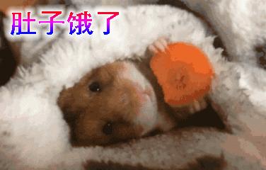 仓鼠种类短毛,仓鼠科普常见仓鼠种类