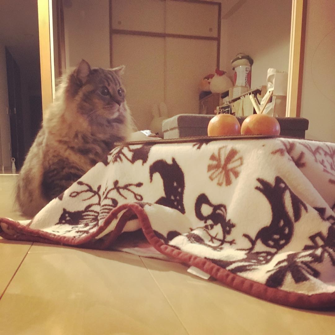 日本网店出奇招拉生意,橘子箱可变成猫用被炉,引得猫奴买箱还橘