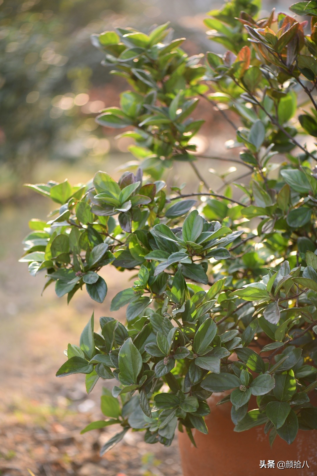 零下9度来袭，花园里的绿色是那么动人|园丁