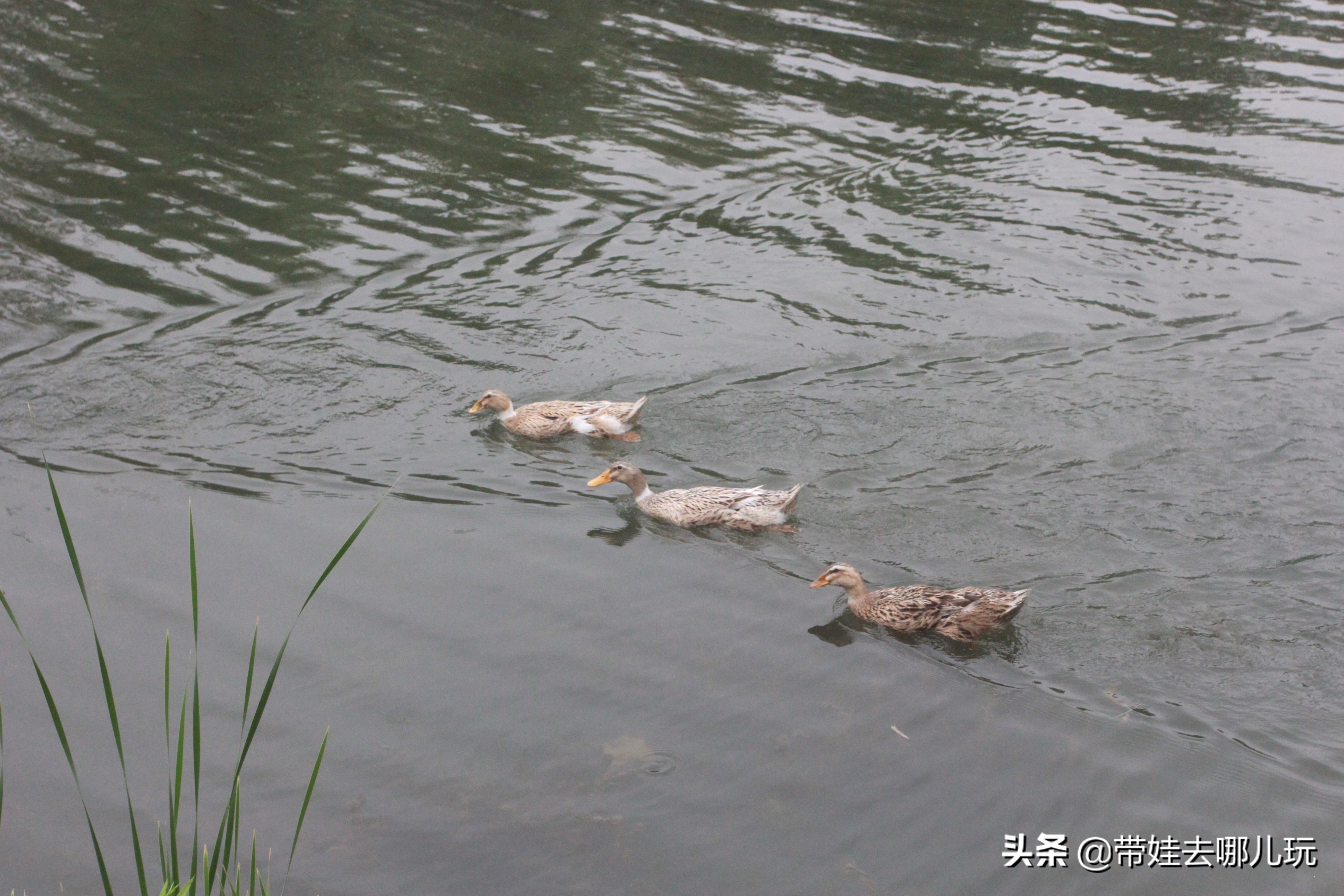 海德公园参观,北京的海德公园