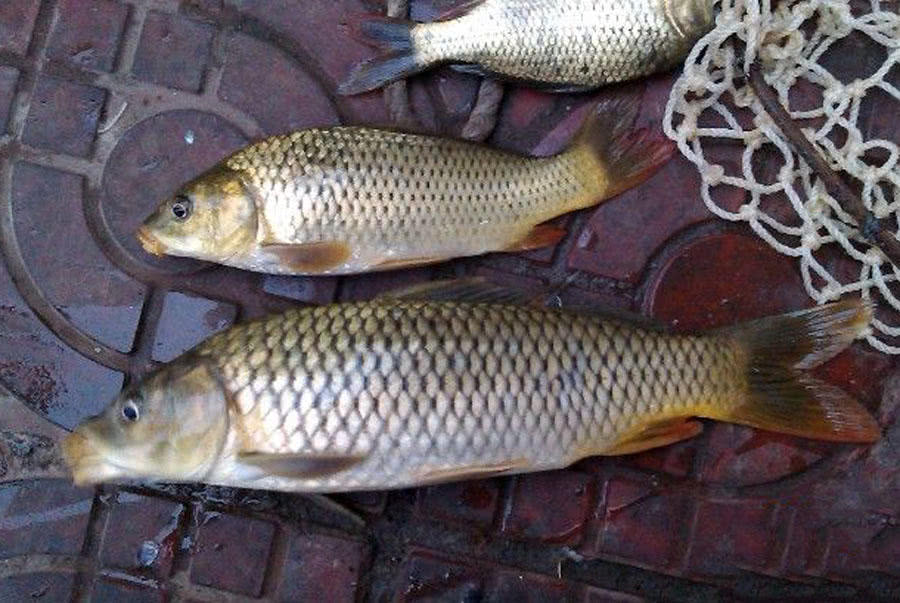 钓鱼人的困惑,这种健鲤和平常鲤鱼不一样吗?