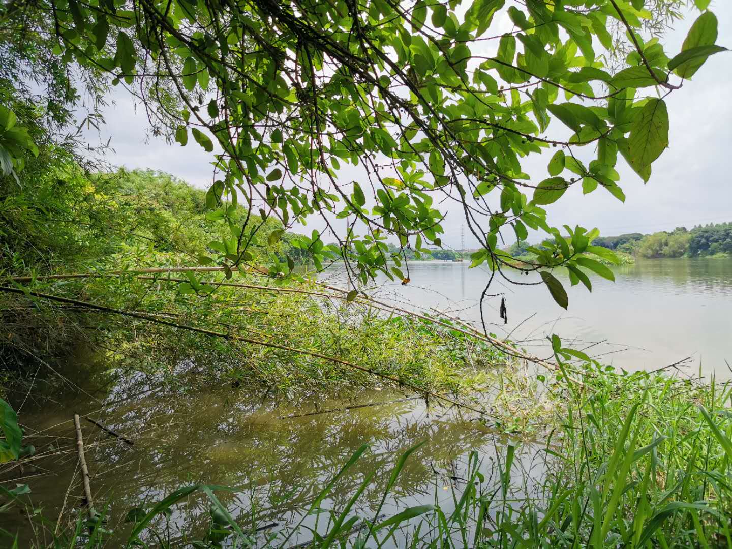 钓土鲮遇到小罗非多怎么办,小罗非闹窝用麻团钓法