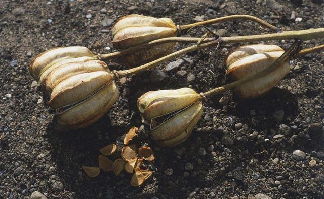 百合败了叶子全掉了怎么重新开花,百合球开完花怎么处理