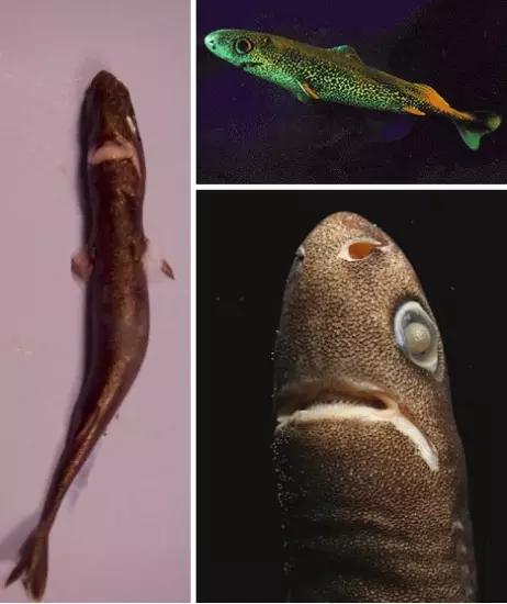 世界上最诡异的八种鲨鱼,世界上最诡异的十种鲨鱼