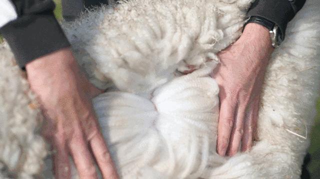 羊绒围巾很温暖,流行的羊绒围巾