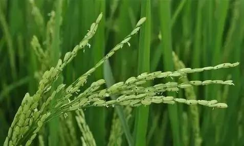 我国很多成语与植物有关,汉语成语中的植物文化