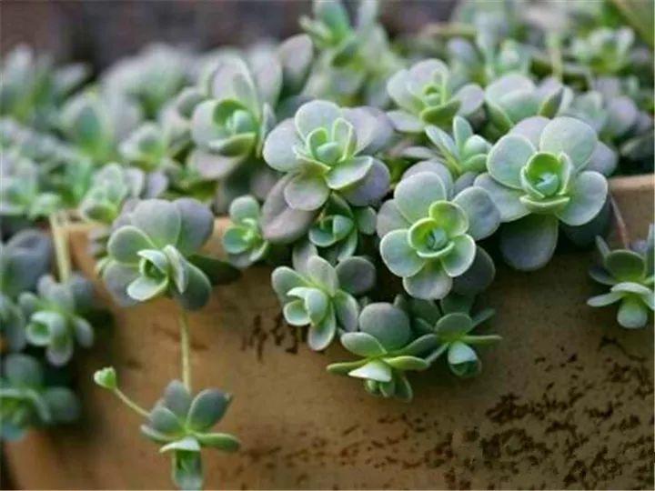 什么多肉夏天也可以继续生长,教你十大多肉养护技巧