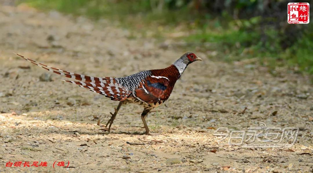 中国绿都最氧三明泰宁丹霞,中国绿都泰宁最氧三明