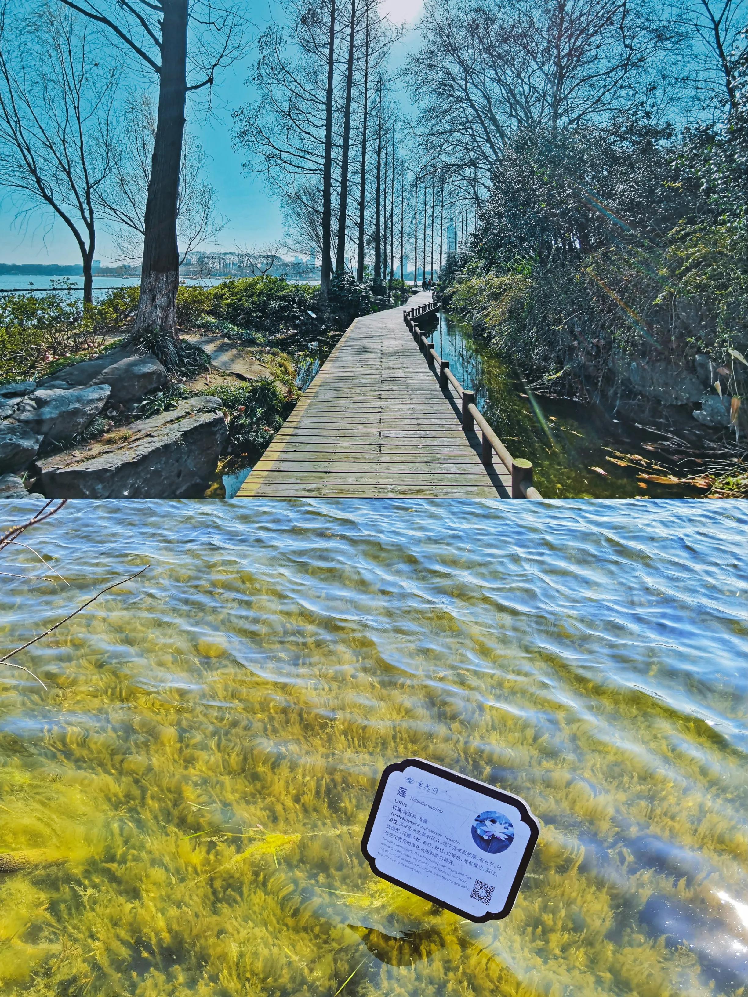 没有人可以拒绝冬天的大理,玄武湖的春天太美了