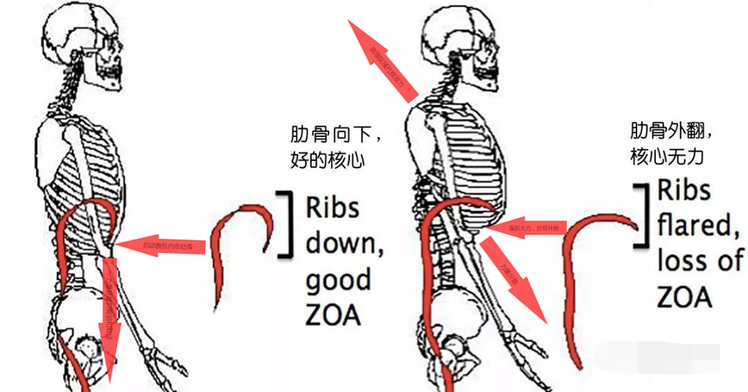 瑜伽越练肩膀越僵硬咋回事,肩膀厚练瑜伽可以改变吗