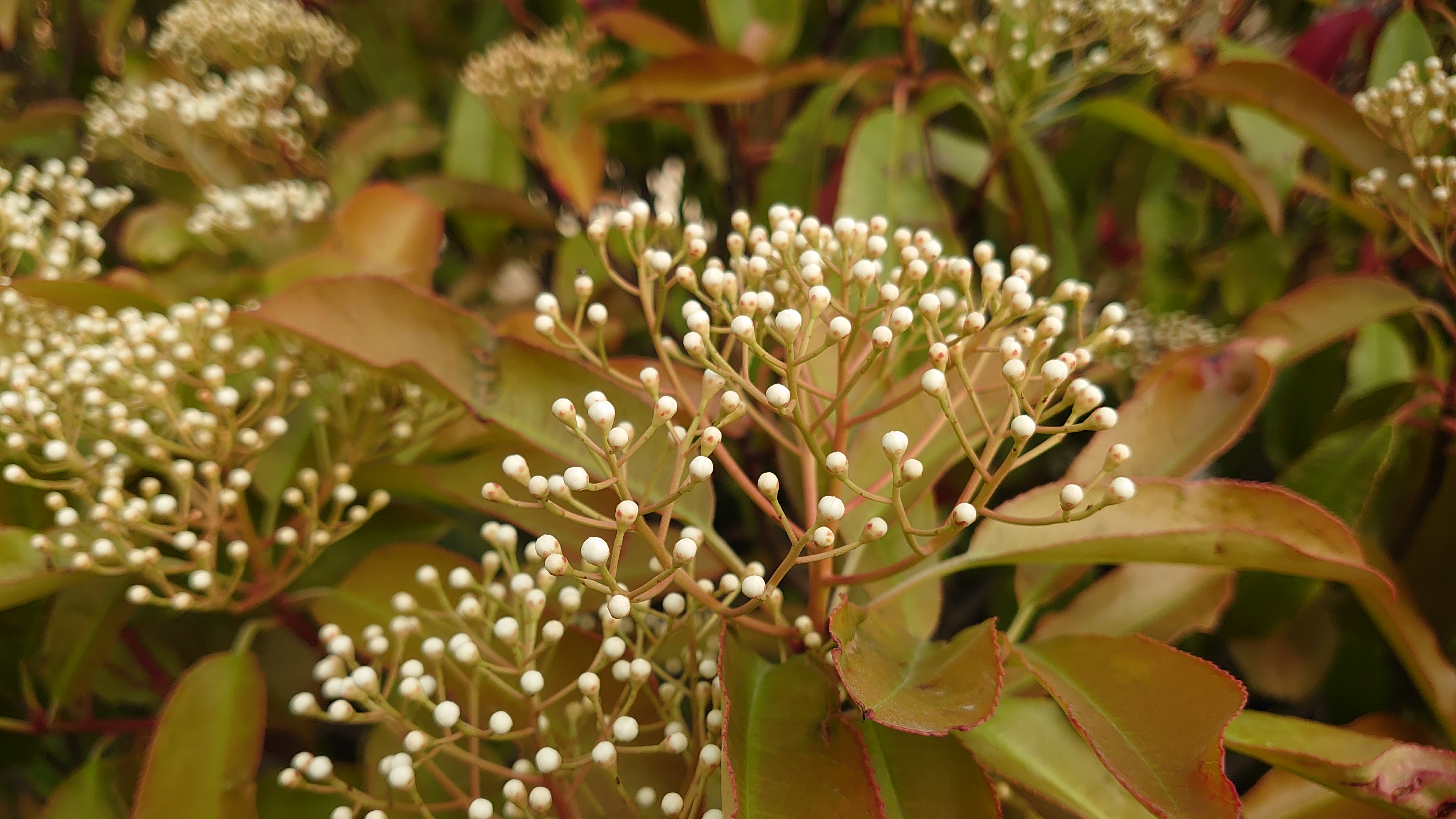 索尼微单手机xperia5i,索尼xperia5ii深度评测